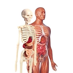 CLEMENTONİ İlk Keşiflerim - İnsan Anatomisi 64297